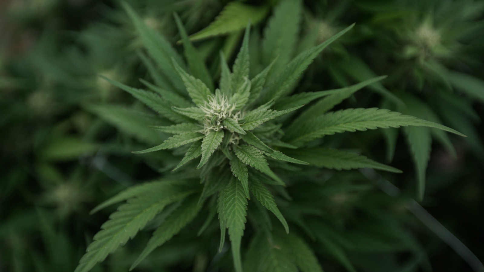 Alabama Medical Marijuana Regulators Extend Stay On Dispensary Due To Ongoing Litigation – Marijuana Moment