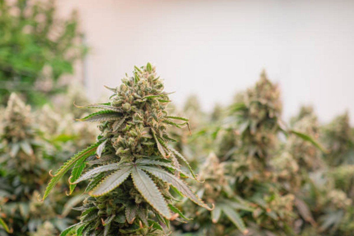 Washington Lawmakers Renew Push for Homegrown Marijuana – kpq.com