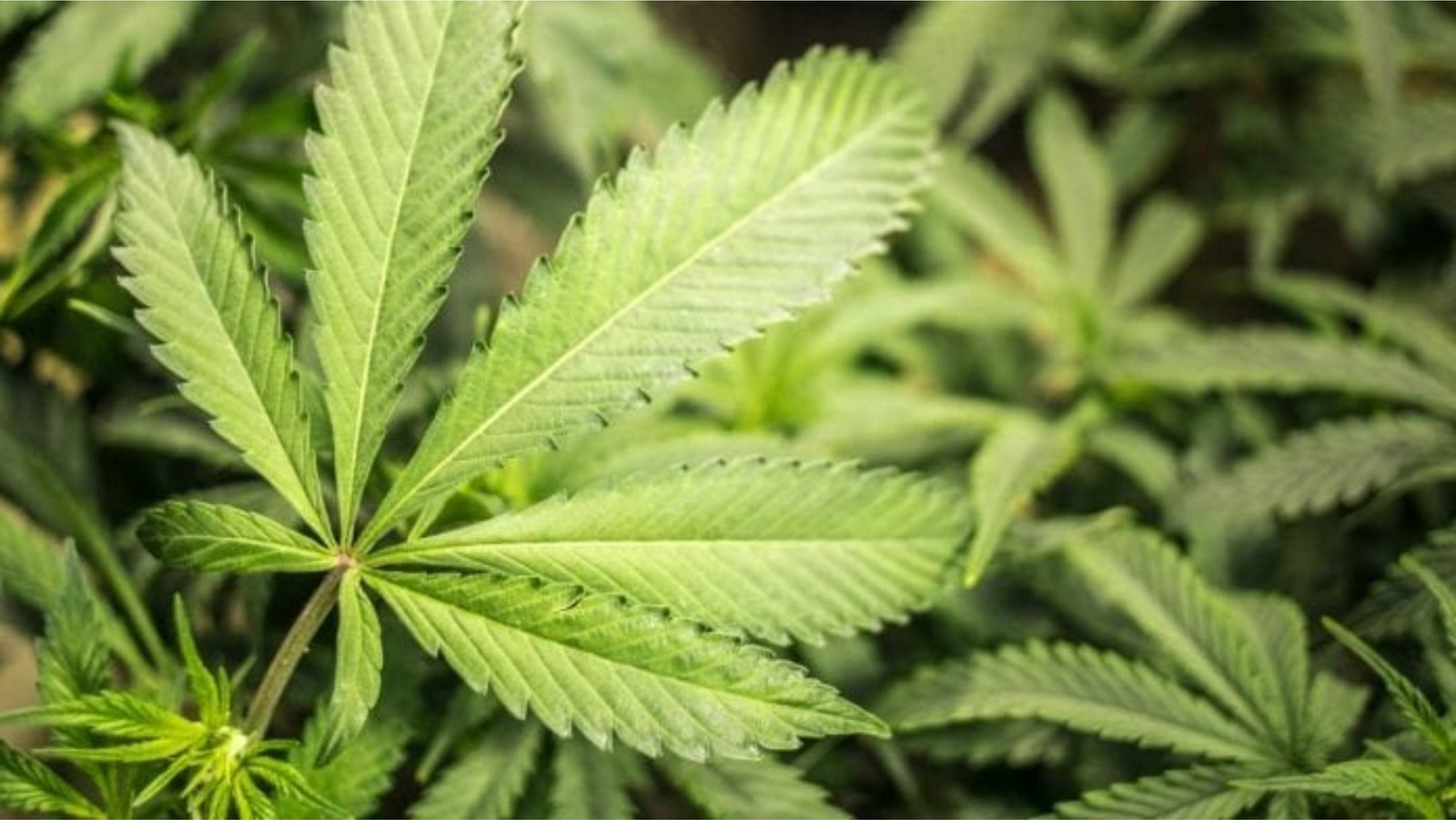 State investigators probe marijuana petition circulators at Broward Elections Office – caribbeannationalweekly.com