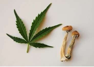 Free Bananas: Mushrooms and Marijuana – thegabber.com