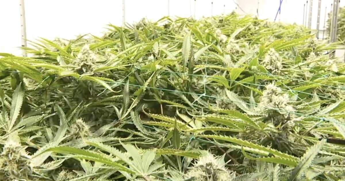 Michigan implements 24% wholesale marijuana tax starting January 1 – WXYZ Channel 7