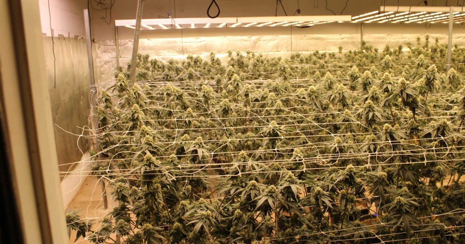 Attorney general estimates 1,500 illegal marijuana grows still operating – tulsaworld.com