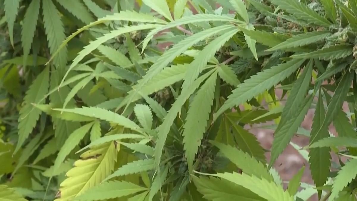 North Carolina hemp users face challenges as federal ban is set to limit THC products – wral.com