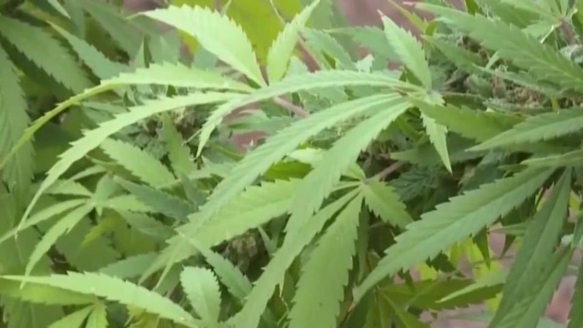 North Carolina hemp industry faces upheaval as Senate bill threatens major THC product ban – wral.com