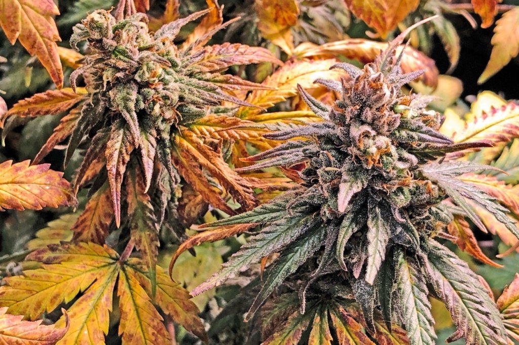 North Carolina eyes cannabis legalization – greenstate.com