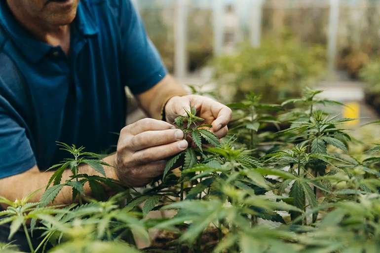 North Carolina Universities Host Cannabis Research Programs – qcnerve.com