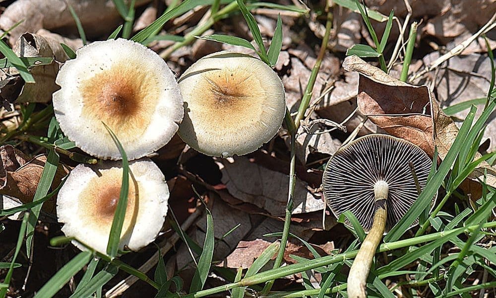 Bipartisan Congressional Lawmakers File Bill Directing VA To Study Psychedelics As Alternative Therapies For Veterans – Marijuana Moment