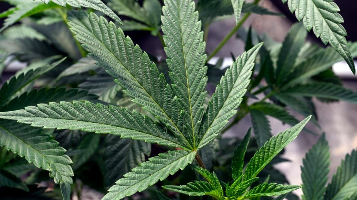 New Florida bill would let patients grow their own marijuana – wtsp.com