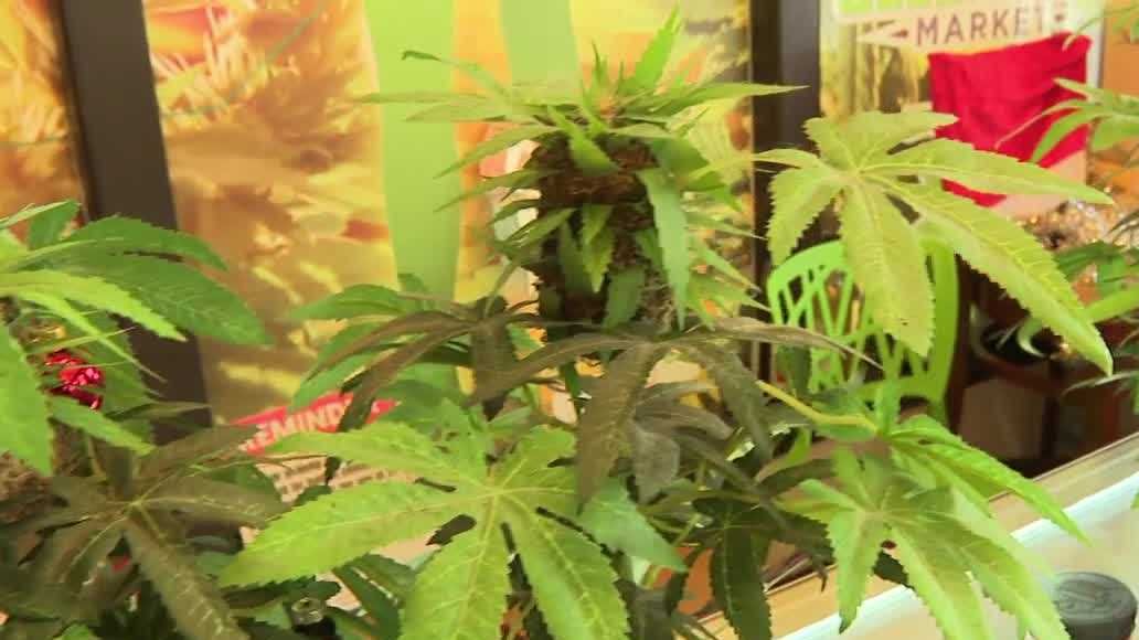 Florida bill could allow home-grown marijuana, raises questions for cannabis industry – Gulf Coast News and Weather