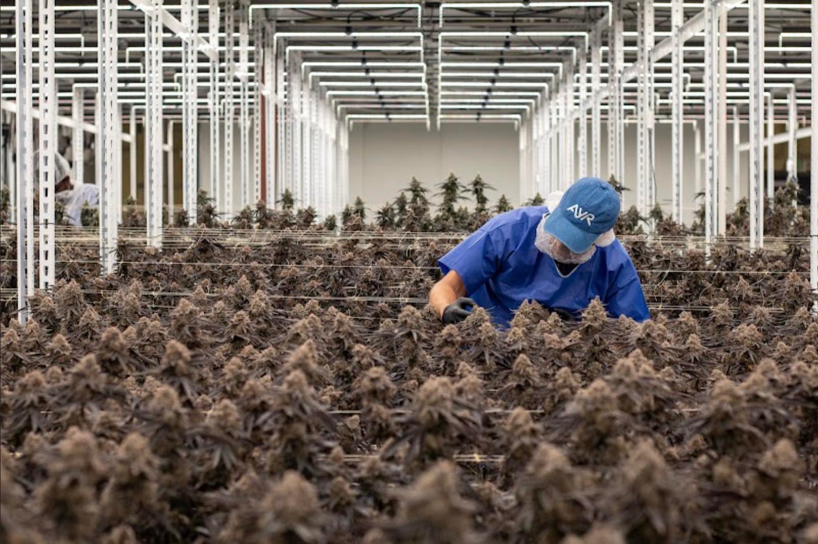 New marijuana grow facility in Ocala cultivating 50,000 sq. ft. of product – Ocala-News.com