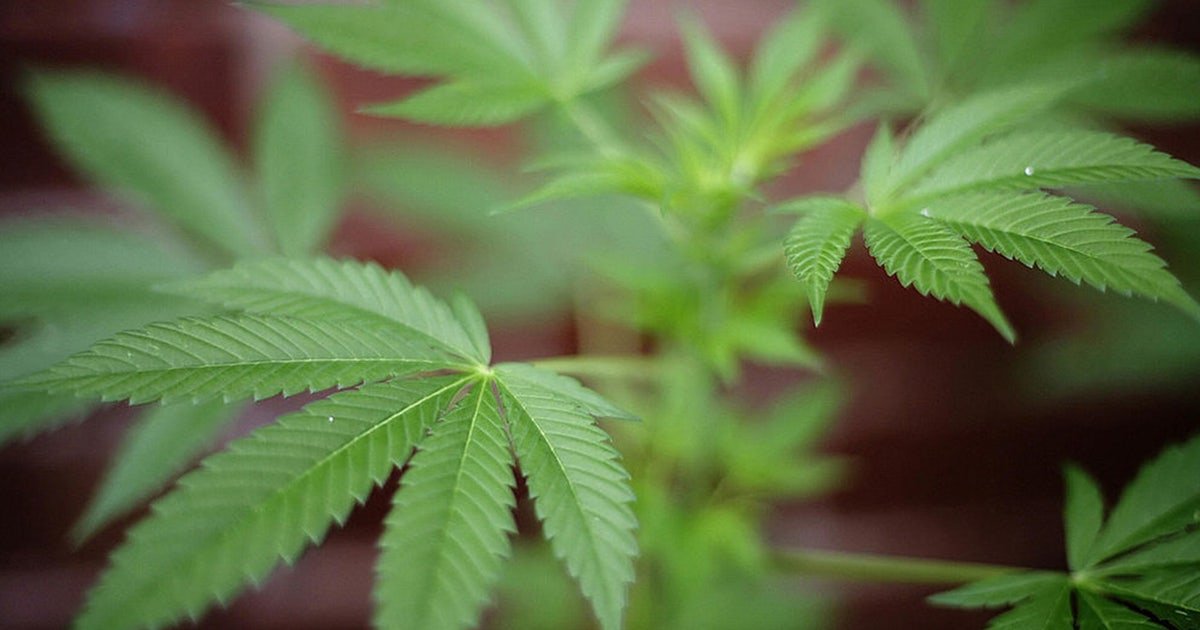 Jonesboro decriminalizes possessing small amounts of marijuana – FOX 5 Atlanta