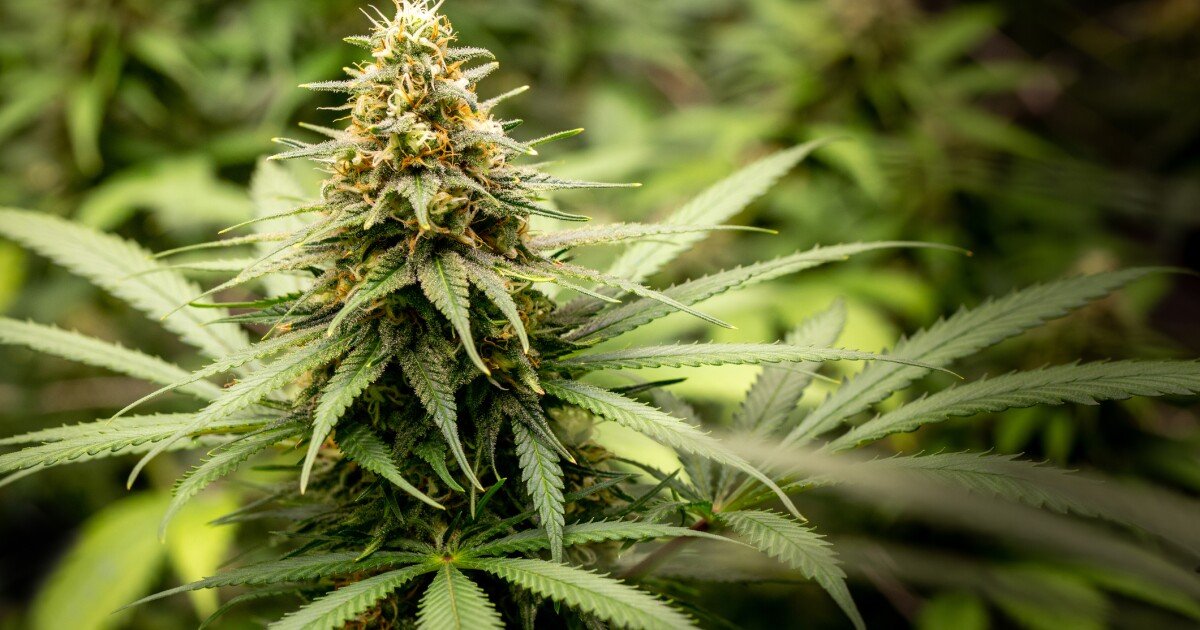 Legal battle begins over companies rejected for Florida medical marijuana licenses – WUSF