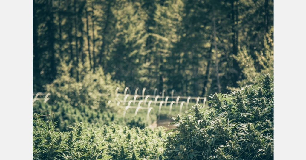 US (CO): Denver marijuana dispensary’s licenses revoked after links to interstate drug case – MMJDaily