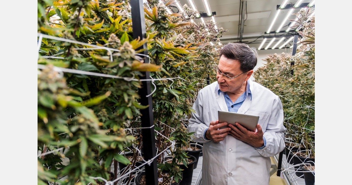 US: Medical cannabis suppliers consider future in Virginia – MMJDaily