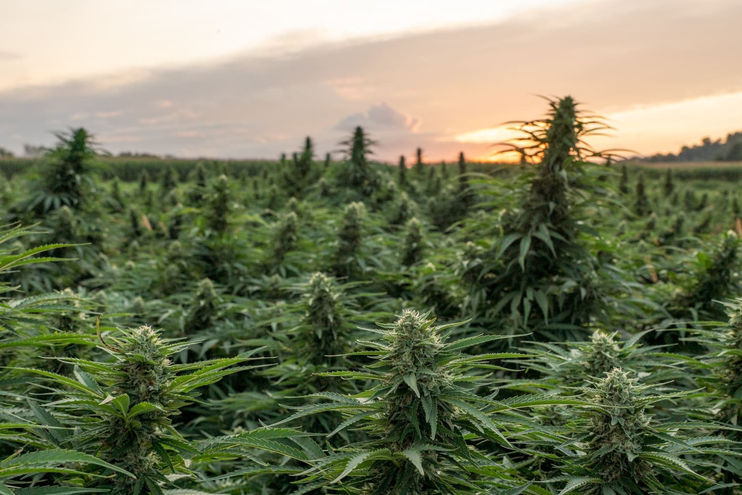 Congress Should Delay The Federal Hemp Ban And Instead Enact Regulations For THC And CBD Products (Op-Ed) – Marijuana Moment