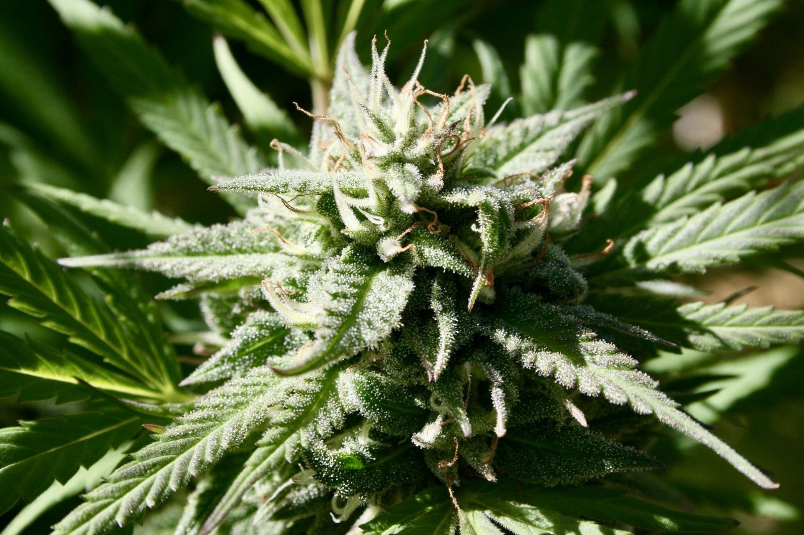 Ohio Governor Tells Cannabis Advocates To Stop 'Whining' Over Legalization Law Changes As Rollback Referendum Proceeds – Marijuana Moment