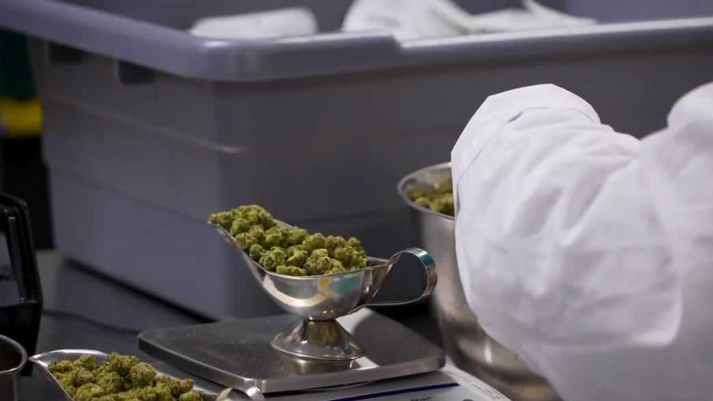 Florida's cannabis legalization efforts face challenges – Gulf Coast News and Weather