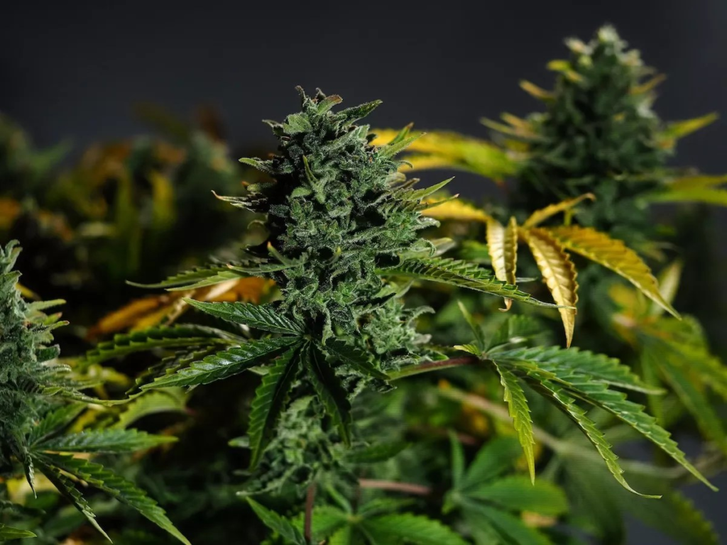 Florida’s top marijuana regulator leaves post as state prepares to defend new medical licenses – Orlando Weekly