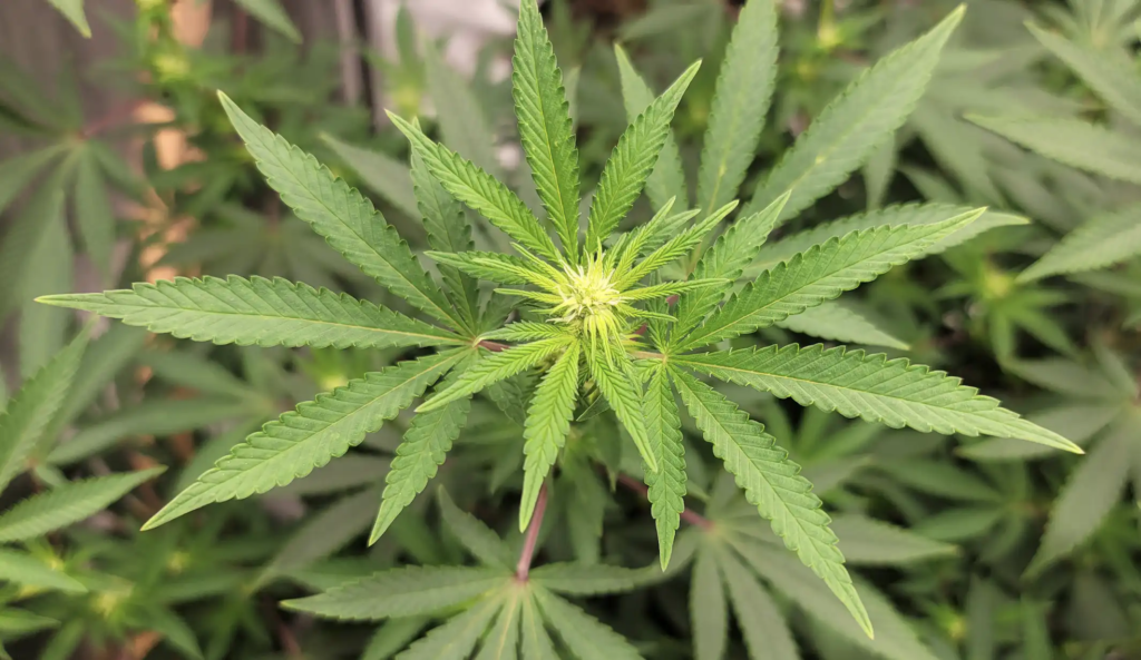 GOP congressman celebrates cannabis's ongoing Schedule I status (Newsletter: February 17, 2026) – Marijuana Moment