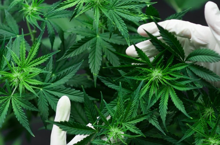 Recreational Cannabis Referendum Seeks Revival at Florida Supreme Court – Law.com