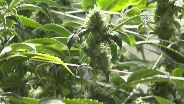 No citizen initiatives on 2026 Florida ballot, including marijuana amendment, state says – WKMG