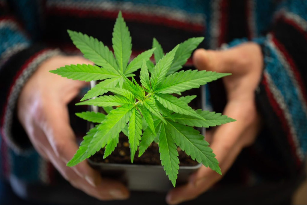 The 2026 session halfway mark: Retail marijuana and minimum wage increase survive, ‘right-to-work’ repeal fails – Cardinal News