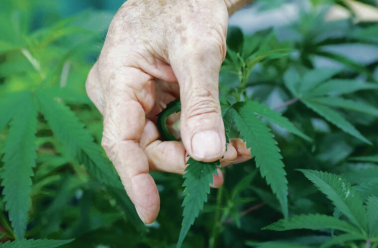 Bills aimed at legalizing recreational marijuana lack support – The Garden Island Newspaper