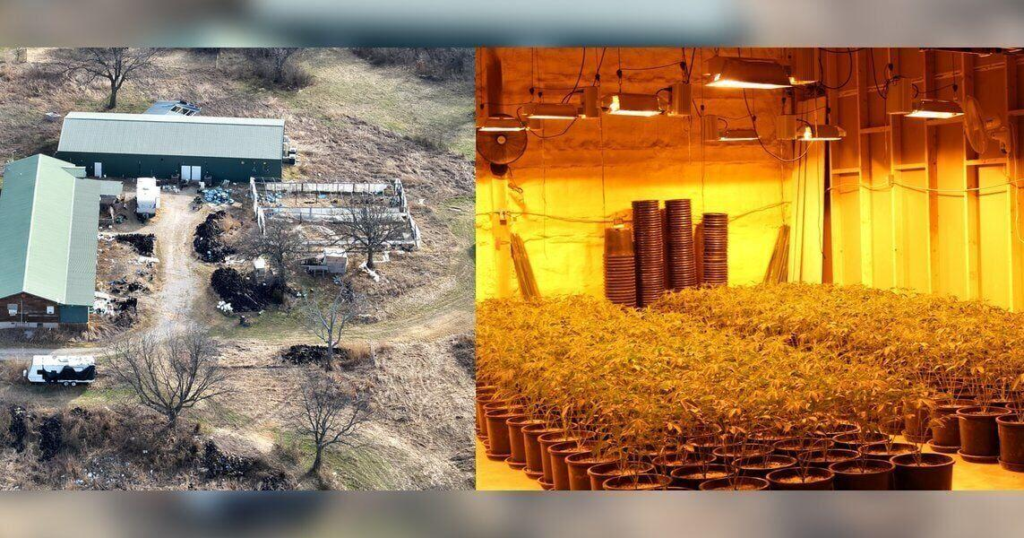 Oklahoma authorities seize 1,392 illegal marijuana plants in Sulphur, 214 pounds of processed – The Killeen Daily Herald