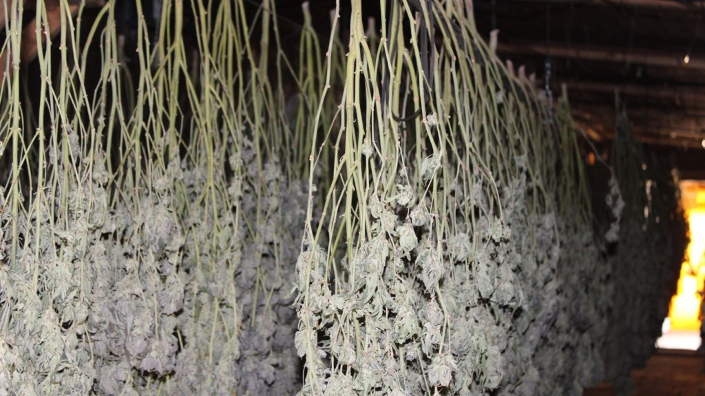 Oklahoma agents seize 1,392 marijuana plants in Sulphur grow raid, arrests expected – KTUL