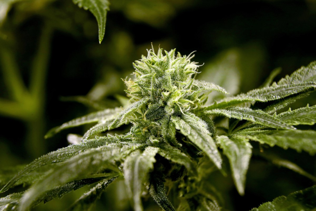 Free Florida Marijuana Cards Proposed For US Veterans – Newsweek