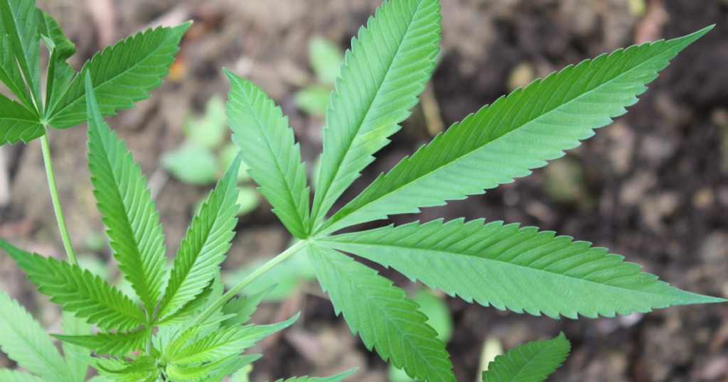 Marijuana odor bill proposed by Arizona state lawmaker – FOX 10 Phoenix