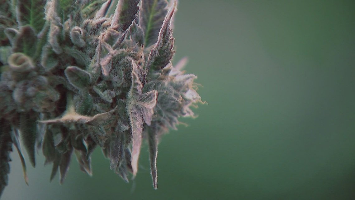 CU Boulder researcher warns of untested toxins in cannabis, calls for expanded safety measures – 9News