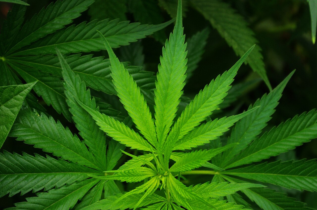 Wisconsin Democrats Introduce Marijuana Legalization Bill, Revealing a Complex History – UWM Post