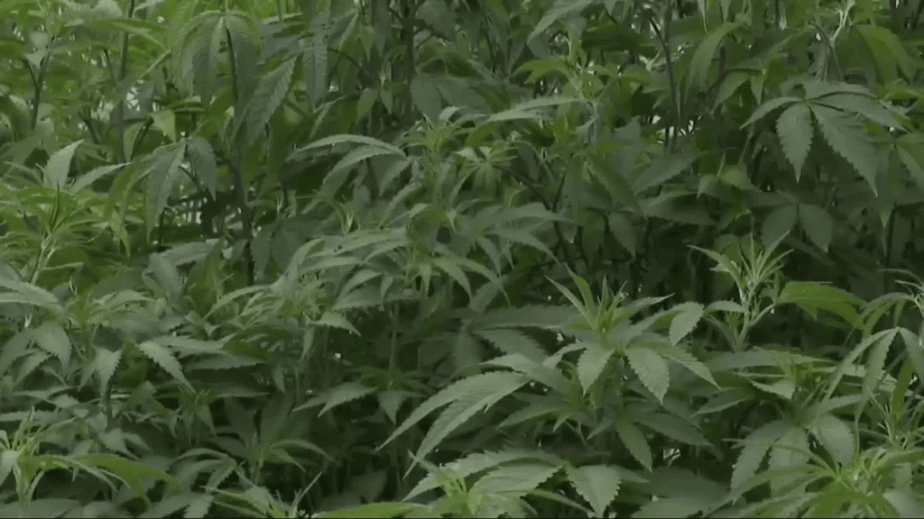 Lawmakers weigh recreational cannabis plan as separate bill would reclassify marijuana – WCHS
