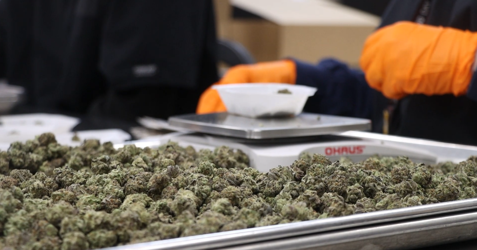 Flaws found in Missouri's marijuana drug use program – KOMU 8