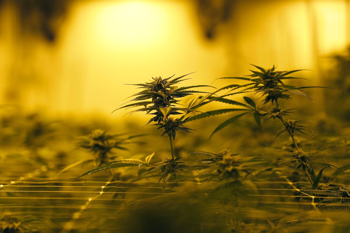 Bucksport official says 2 medical marijuana grow houses don’t have licenses – Bangor Daily News