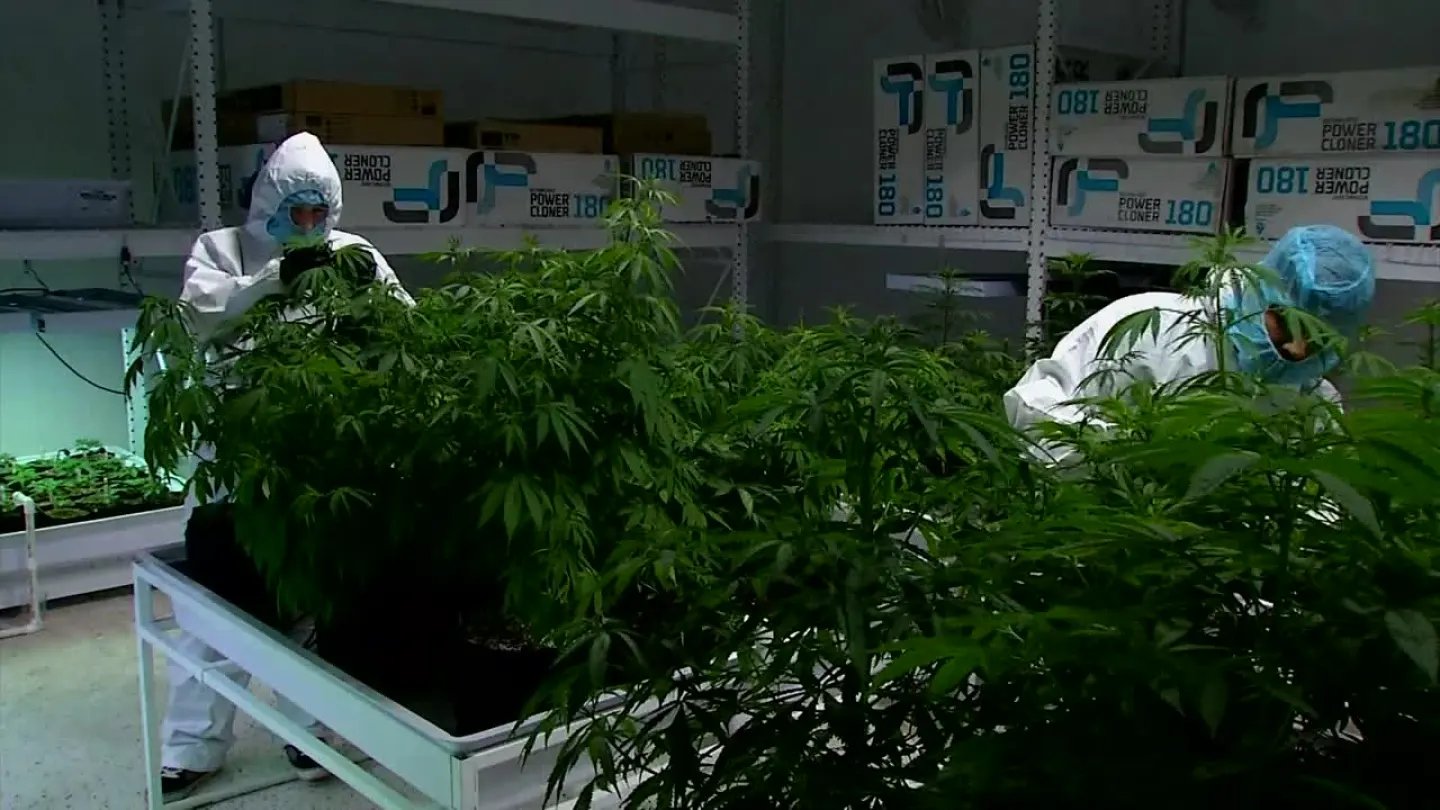 District Attorneys weigh in on Governor’s ambition to send medical marijuana back to a statewide vote – News 9