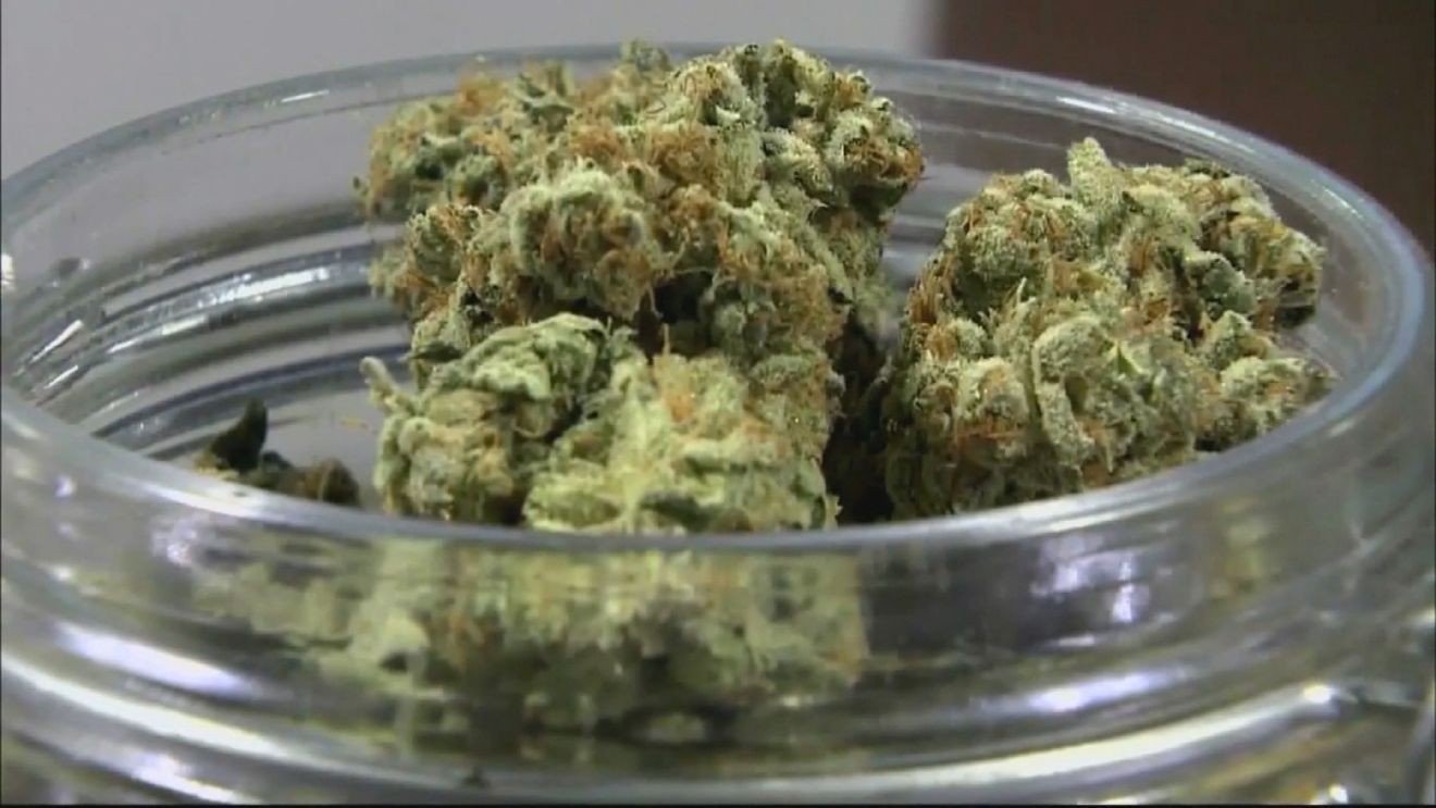 Marijuana grower hit will steep penalties – WJAR