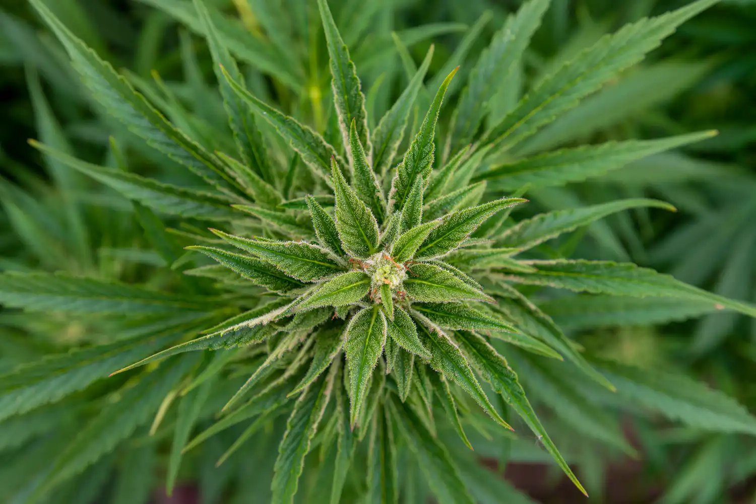 Arizona Senators Approve Measures To Criminalize ‘Excessive’ Marijuana Smoke Or Odor – Marijuana Moment