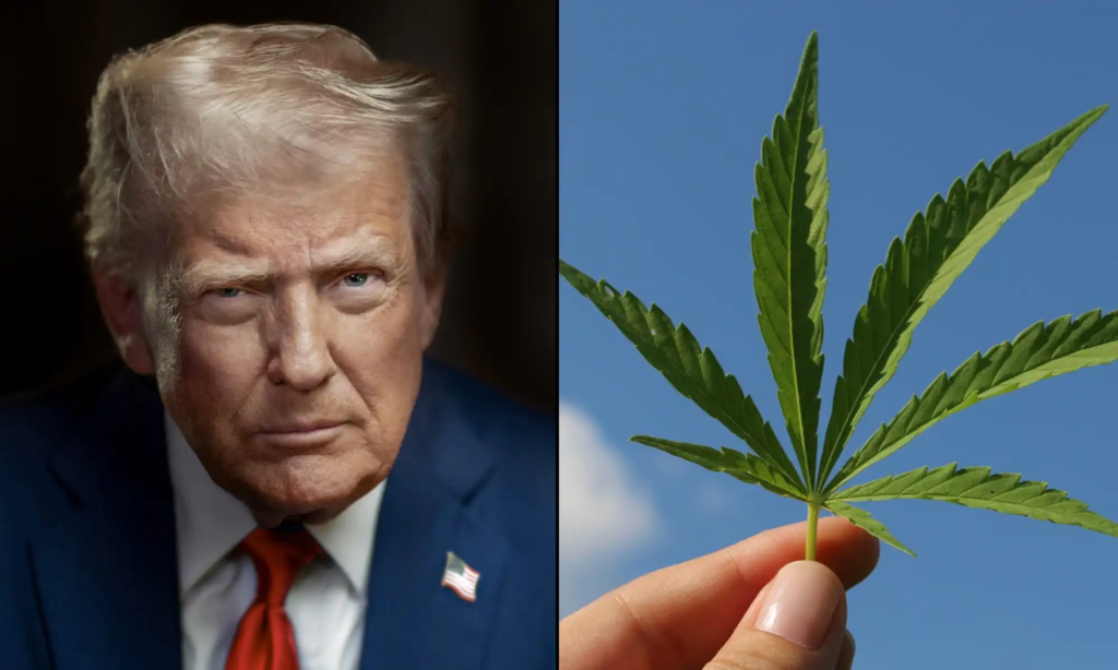 Former White House Drug Czar Says Trump Is Wrong To Reschedule Marijuana, Calling It A 'Gateway Drug' That's 'Massively Destructive' – Marijuana Moment