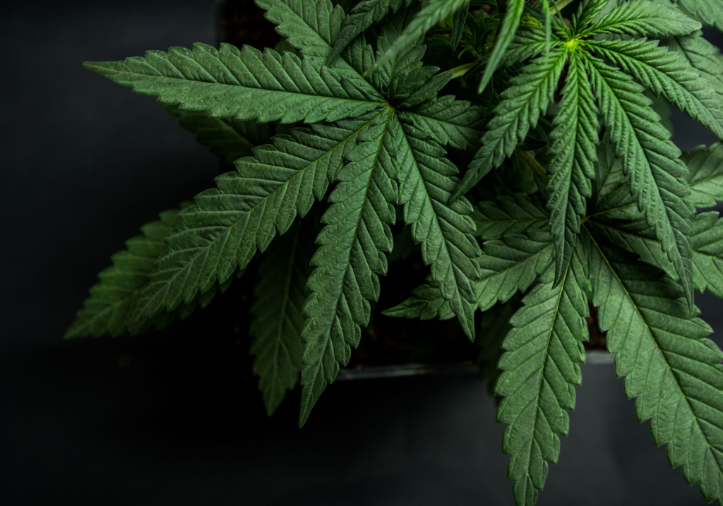 Marijuana FAQ | U.S. Anti-Doping Agency – usada.org