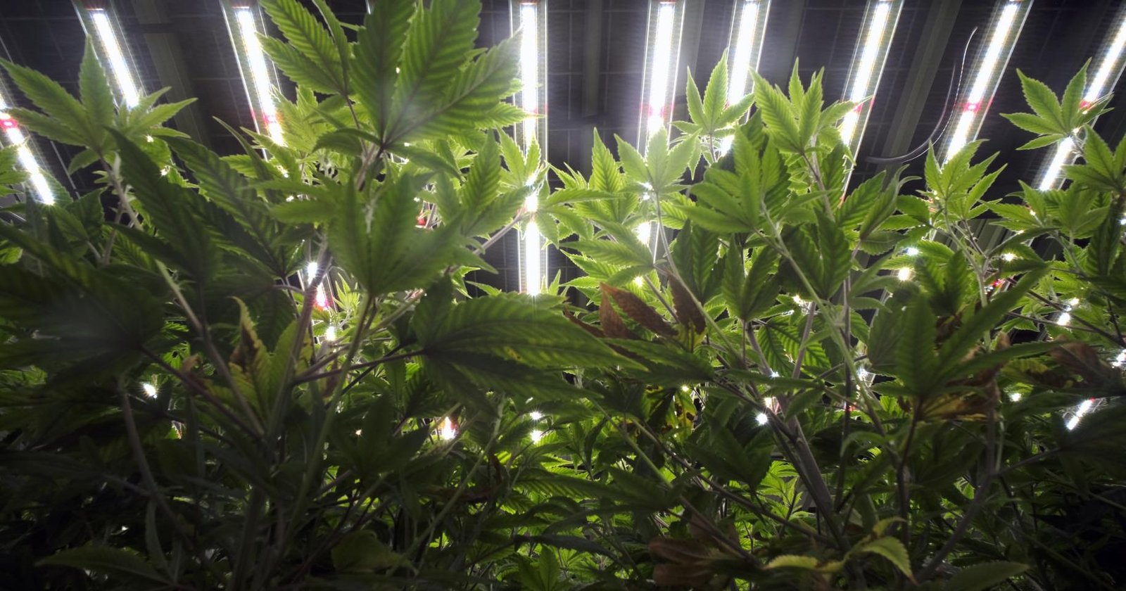 Legal cannabis market nears reality in Virginia as black market rages – Richmond Times-Dispatch