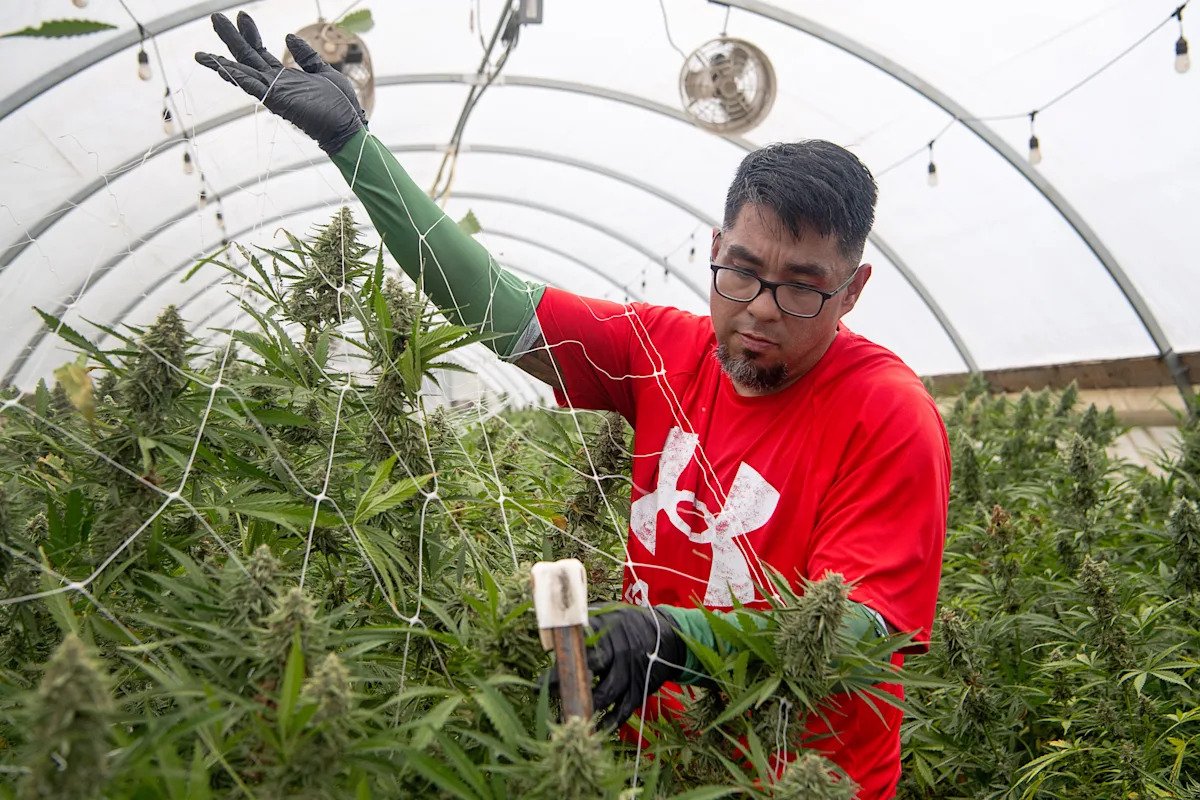 NC's 1st marijuana dispensary to celebrate 4/20 anniversary. What to know – yahoo.com