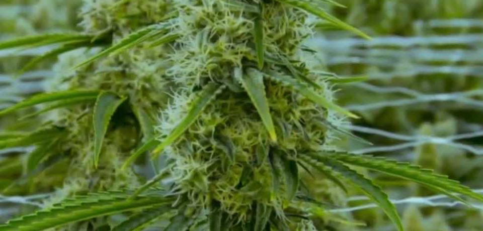 wp-header-logo-10.png