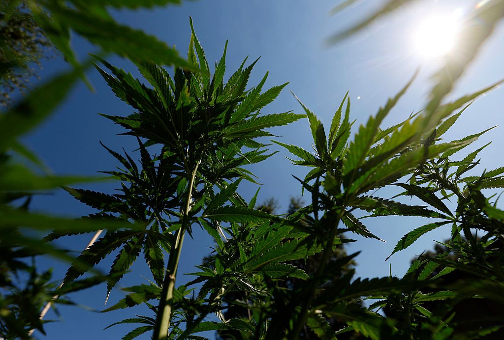 Trump Signs Order to Loosen Restrictions on Marijuana: What to Know – Time Magazine