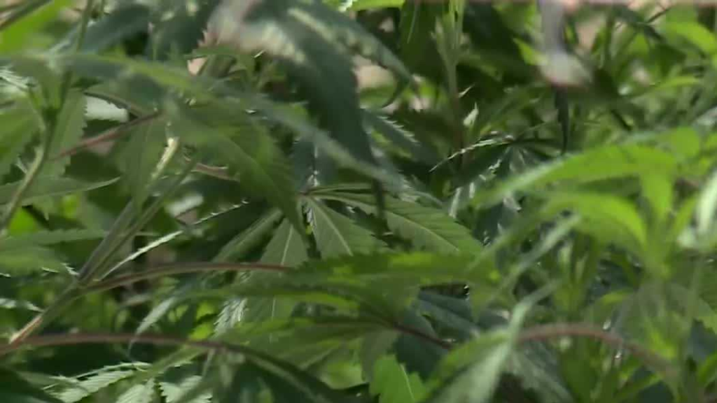 Medical cannabis grower in Jefferson County makes first sale – WVTM
