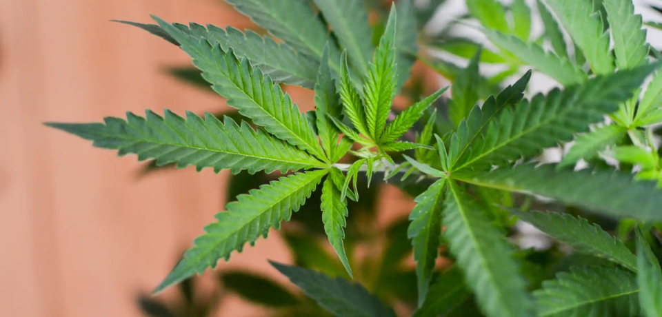 wp-header-logo-28.png wp-header-logo-28.png