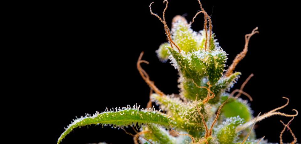 wp-header-logo-31.png wp-header-logo-31.png