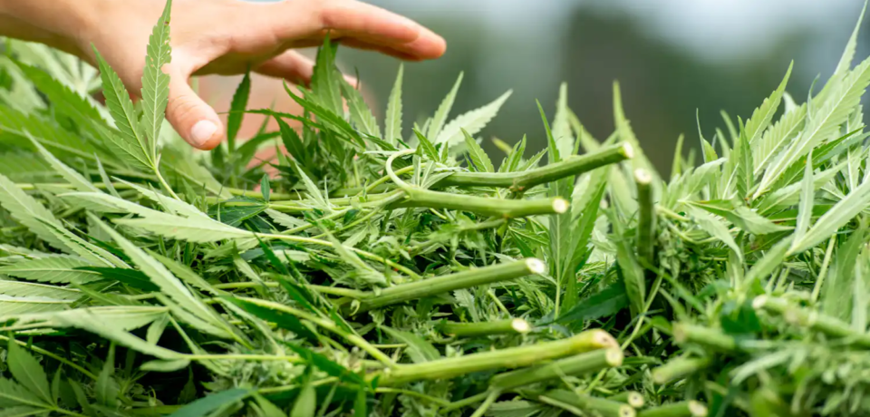 wp-header-logo-35.png wp-header-logo-35.png