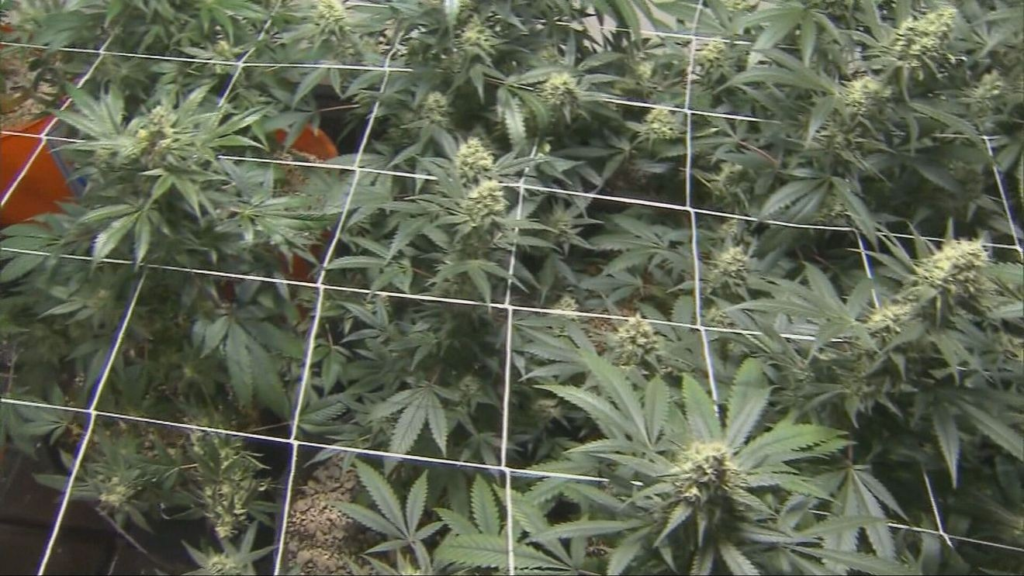 New poll shows slim majority in Utah favor legal recreational marijuana – KUTV